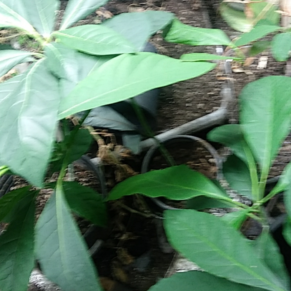 Plants